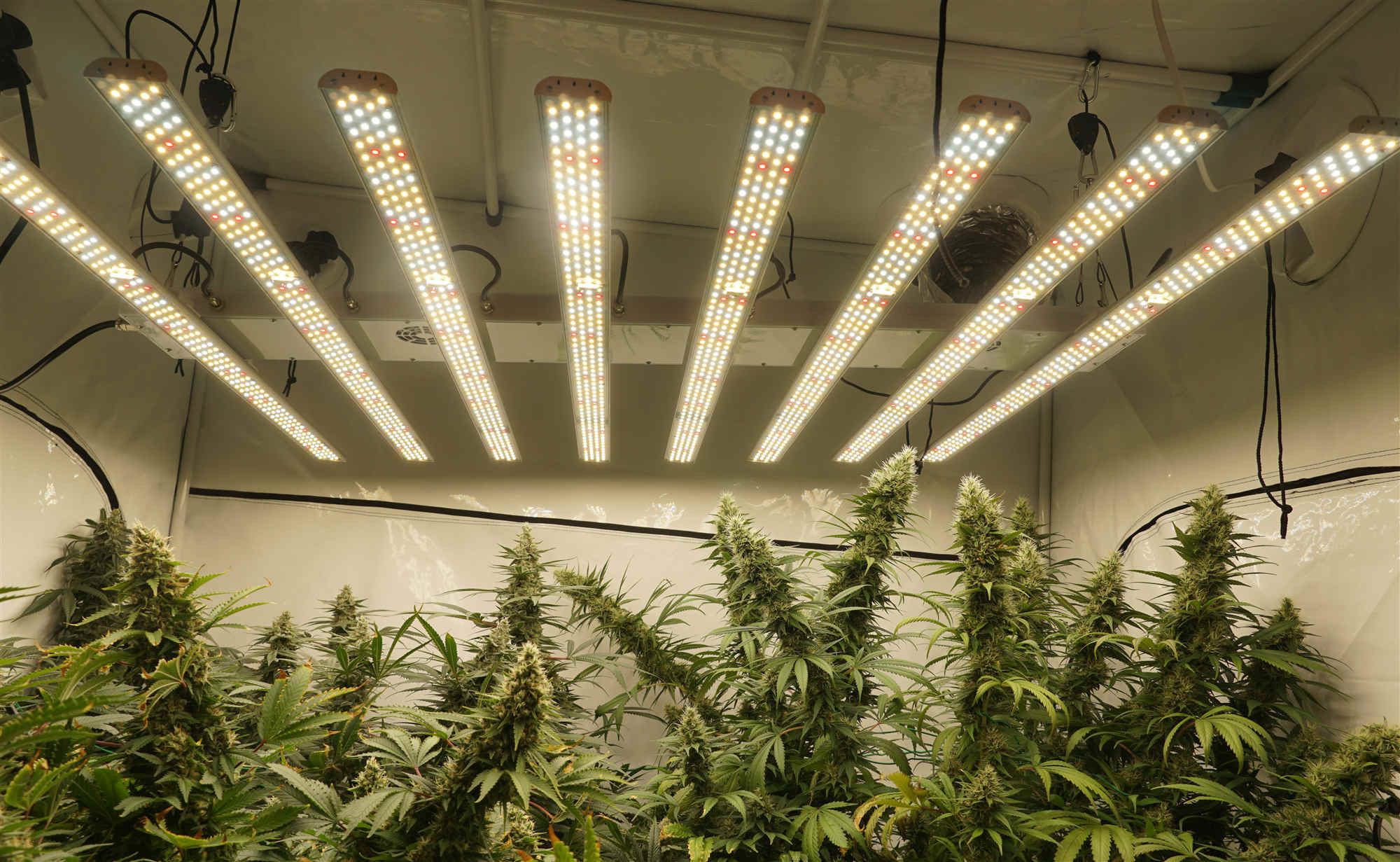 Light Led Greenhouse Lights / Artificial Plant Light With 3 Channels Dimming Function