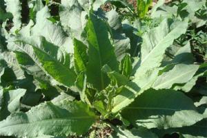 China Sorrel herb powder, Sorrel herb Extract, Chinese Manufacturer supply, Yellow-brown Powder, Antibacterial, Antioxidant wholesale