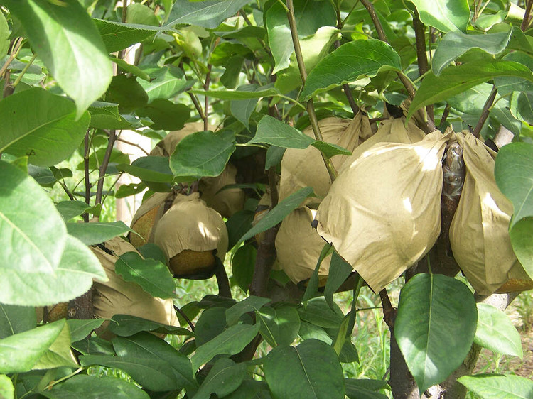 Fruit protective paper bag form machine