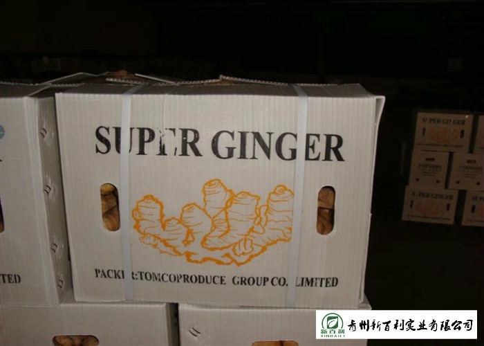 Healthy Fresh Raw Ginger No Pesticide Residues Used For Juicing / Flavor