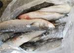 Mugil Cephalus Cephalus 1400g Healthy Frozen Grey Mullet