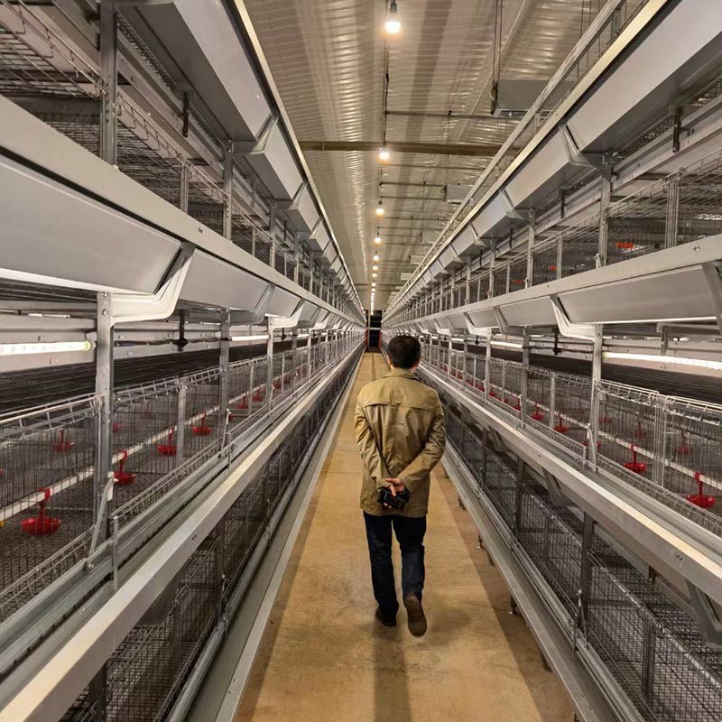 Commercial Poultry Shed Layer Chicken Cage OEM ODM Complete Control