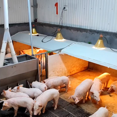 Plastic Floor Livestock Farming Nursery Cage Stainless Steel 304 Feeder