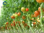 Large Size Tomato Plant Greenhouse Galvanized Steel Skeleton Materials