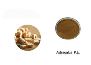 China 100% Astragalus Extract Powder wholesale