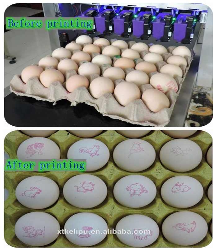 Professional Egg Breeding Machine Date Coding Machine One Year Warranty