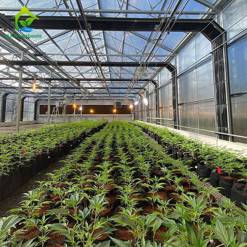 Automatic Fully Light Deprivation Mushroom Polyhouse Blackout Greenhouse For Medical Herb