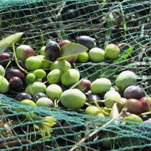 China Olive Netting,Olive Falling Nets,Olive Collect Netting wholesale