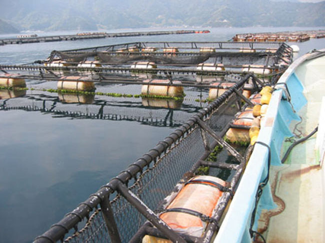 Hexagonal 2.5mm Gabion Mesh Baskets 50x60mm Woven Fish Cage Netting