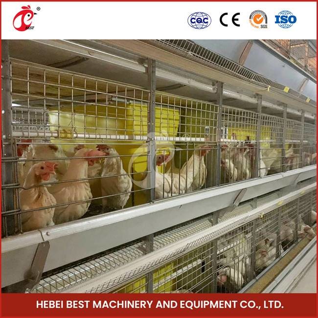 Customization 120 Birds Automatic Poultry Brooding Cage System For Pullet Chicks Sandy
