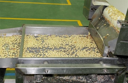 Blanched Peanut Roasted Seeds And Nuts Light Yellow Colour Dried Style