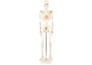 China Medical Life Size Plastic Human Skeleton , Human Torso Cat Dog Skeleton wholesale