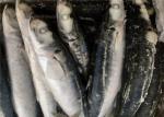 Fresh Healthy Horse Mackerel 90g 100g Frozen Fishing Bait