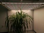 IP65 Waterproof 1000 Watt LED Grow Lights