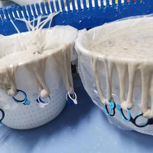 China Naturally White 18/20B Goat Casings 100% Natural Sausage Skin wholesale