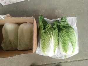 China No Yellow Flower Flat Head Cabbage Grows In Village Without Pollution wholesale