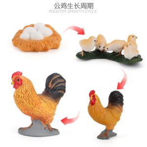 China Rooster Life Cycle Figure Model Toy For Boys Girls Kids wholesale