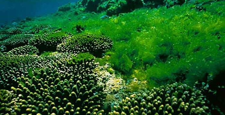 Fully Automatic Liquid - Solid Separation Disc Stack Centrifuges for Algae Concentration