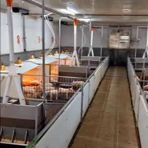 China Pure PP Livestock Farm Weaning Cage Plastic Floor Equipment wholesale