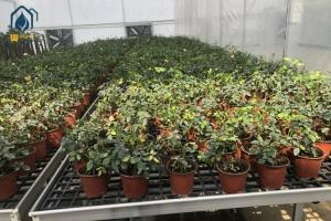 China Greenhouse PP Sheet Hydroponic Flood Tray Nursery Rolling Bench Trays wholesale