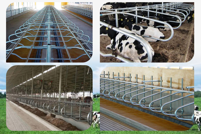 Single Side Ergonomic bending Cow Farming Equipment Cattle Free Stalls