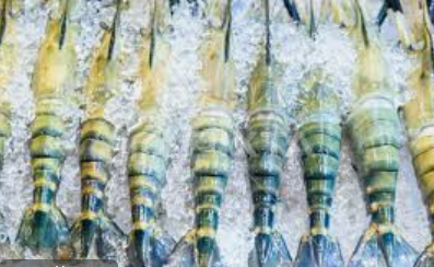 Top-Rated Ice Flake Making Machine for Competitive and Safe Shrimp Fish Processing