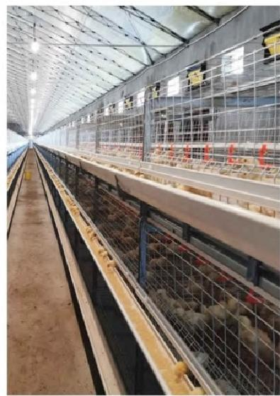10 Tiers Fully Automated Broiler Cage Equipment Broiler Chicken Cage System For Philippines Poultry Farming