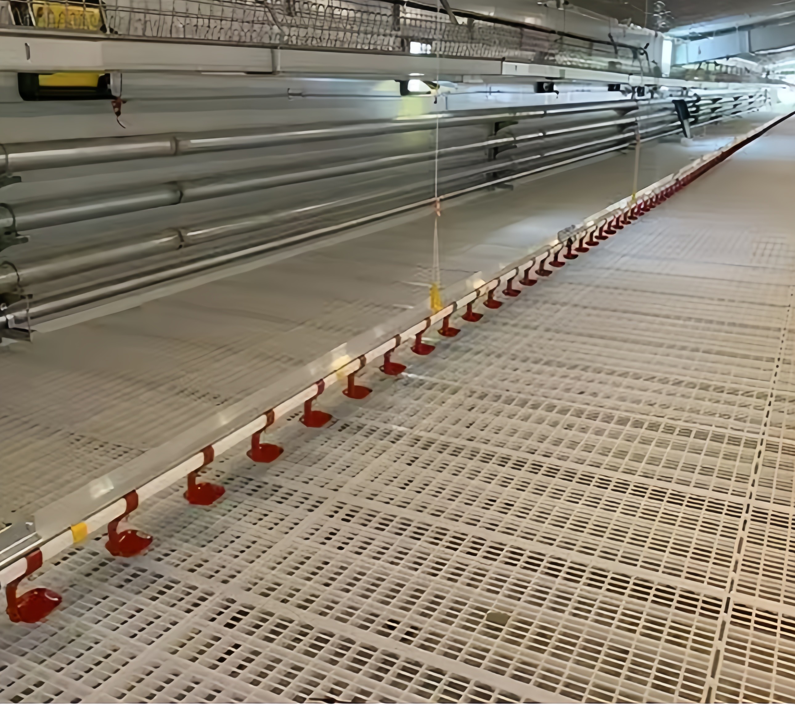 Automatic Broiler Chicken Farming Equipment H Type Chicken Steel Cage