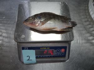 China Best Fresh Frozen Tilapia Wholesale wholesale
