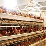 Farm Poultry Chicken Cage 190 * 35 * 38cm / 195 * 45 * 41cm Size Durable