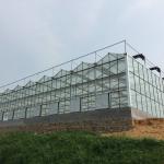 Venlo Roof Glass Green House For Agriculture 10.8m Lettuce Leaf Vegetable Salad