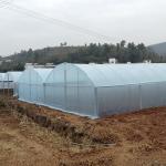Agriculture Plastic Film Multi Span Greenhouse Tomato Strawberry Hydroponic