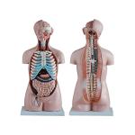 PVC Medical Training 85cm Human Anatomy Model With 21 Parts