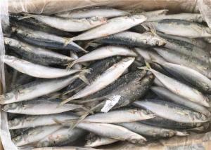 China 90g BQF Seafrozen Decapterus Muroaji Frozen Fishing Bait wholesale