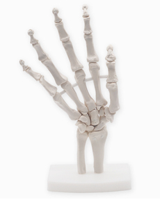 Human Life Size 3d Hand Skeleton Mode Flexible For Medical Demonstration