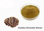 Strengthen Physique Brown Yellow Coriolus Versicolor Extract Powder