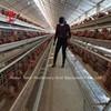 110kg Chicken Battery Cage with 450cm2 Area/bird Adela