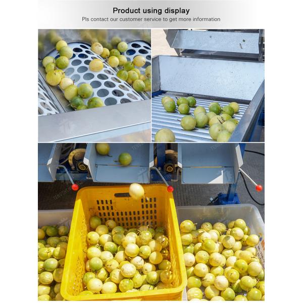 Tangerine passion fruit avocado cherry Mango pear banana mangosteen kiwi fruit Inspecting Grading Transporting processing production Fruit and