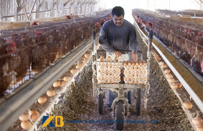 Safe Dried Fresh Sea Fish Powder Fertilizer Can Increase Animal Antibody
