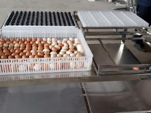 China Transfer Commercial Automatic Egg Candling Table Equipment Machine wholesale
