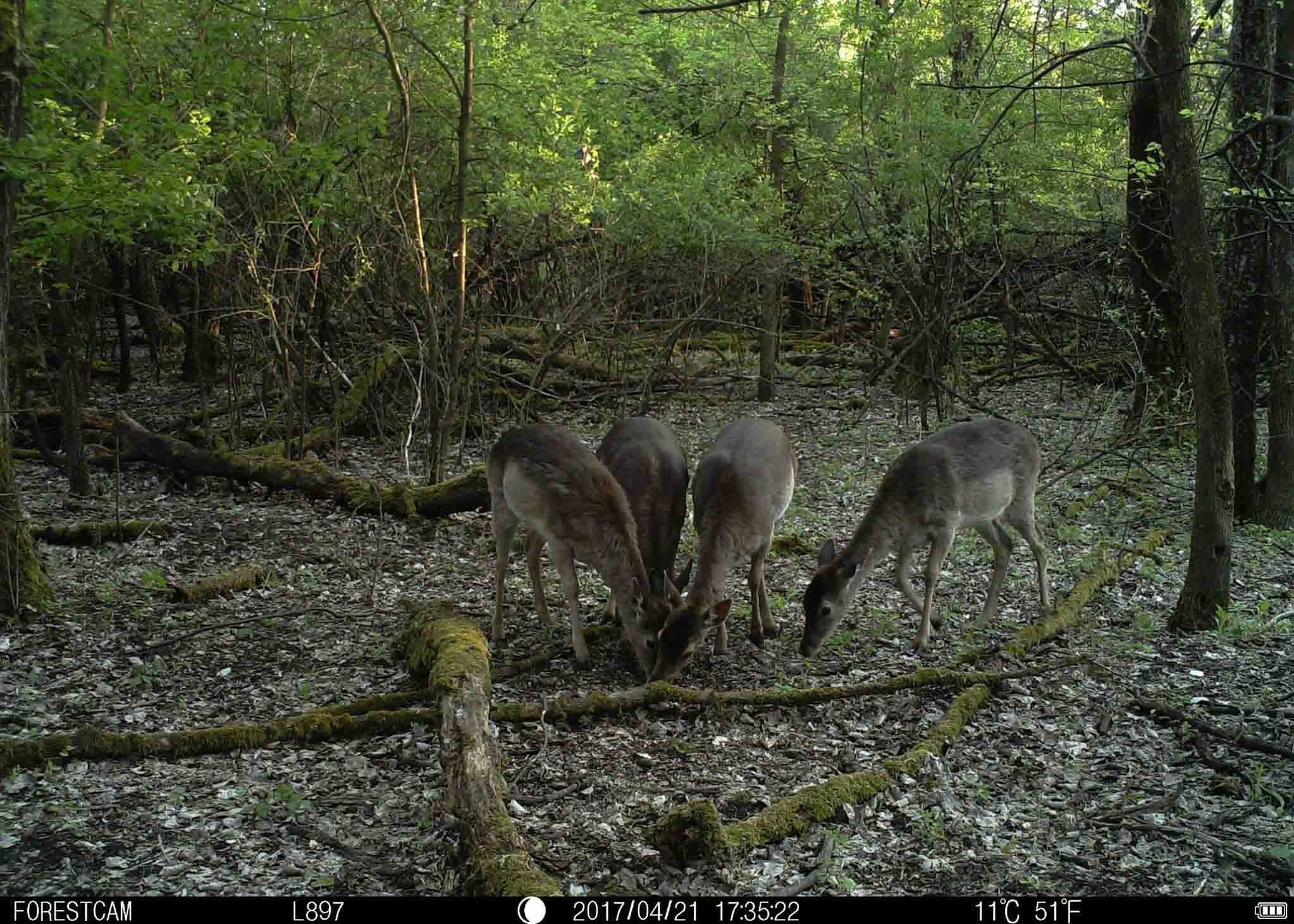 IOS Android Use Wireless Wildgame Camera 5MP Motion Sensor Deer Camera