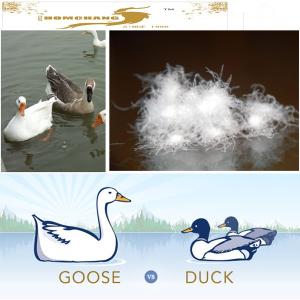 China Supply High Fill Power 80/20 White Duck Down wholesale