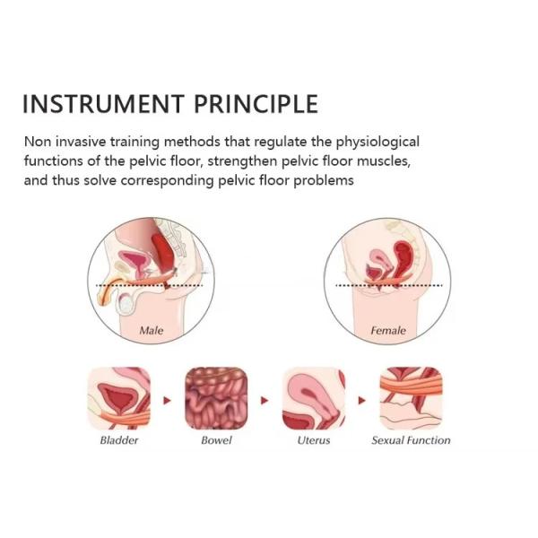 Electronic Muscle Stimulation Pelvic Floor Trainers Urinary Incontinence Treatment