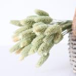 Home Decorate 40cm Green Bristlegrass Dried Flower Bunches