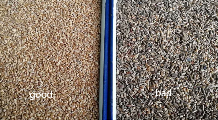 128 Channels Oat Wheat Color Sorter Machine High Sorting Accuracy