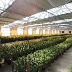 Automatic Fully Light Deprivation Mushroom Polyhouse Blackout Greenhouse For