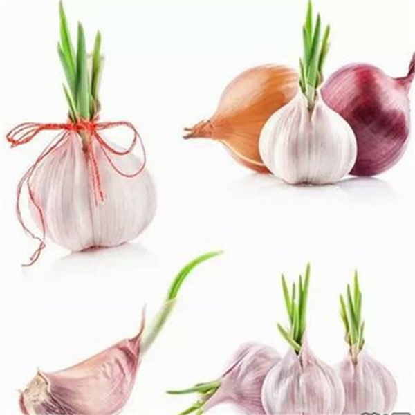 Factory Supply Origanic Fresh Garlic Extract Allicin 1 % Alliin 2 %