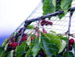 100% Virgin Anti Bird Net , Bird Protection Net Warp Knitted Type