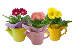China Solid Color Glazed Ceramic Planters Can Shaped Flower Pot For Indoor / Outdoor wholesale
