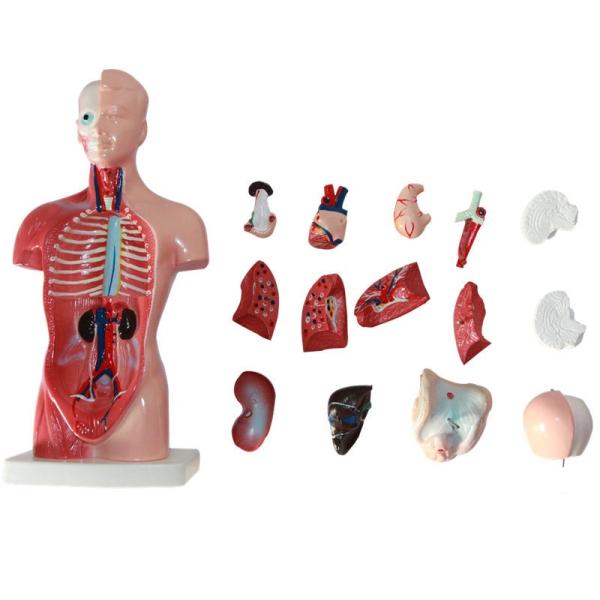 Wholesale Medical Human Trunk Model Manikins For Surgery Training